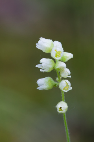Heuchera cylindrica