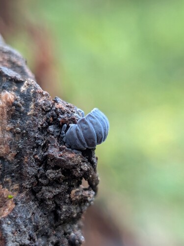 Tetrodontophora bielanensis
