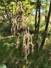 Filipendula camtschatica, photograph author not stated, no rights reserved