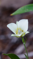Calochortus apiculatus, photograph (c) Daughter Dad, some rights reserved (CC BY)