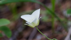 Calochortus apiculatus, photograph (c) Daughter Dad, some rights reserved (CC BY)