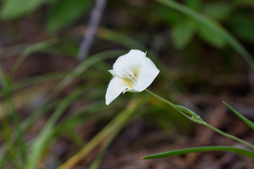 Calochortus apiculatus, photograph 2