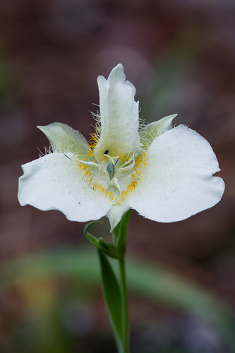 Calochortus apiculatus, photograph 1