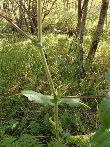 Filipendula camtschatica, photograph 4