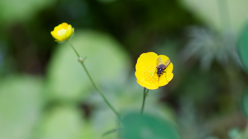 Ranunculus acris, photograph 1