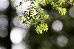 (c) Daughter Dad, some rights reserved (CC BY) Tsuga heterophylla, photograph (c) Daughter Dad, some rights reserved (CC BY)