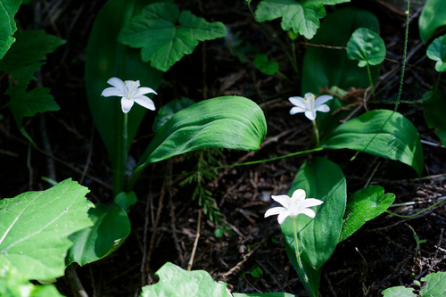 Clintonia uniflora, photograph 4