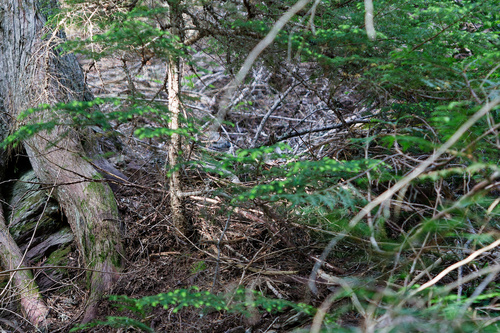 Tsuga heterophylla, photograph 2
