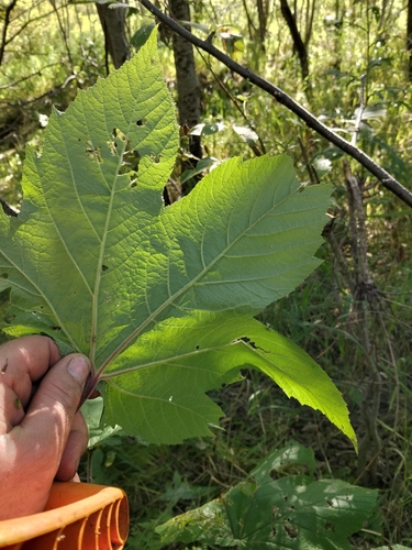Filipendula camtschatica, photograph 5