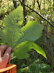 Filipendula camtschatica, photograph author not stated, no rights reserved