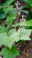 Tiarella trifoliata, photograph (c) Daughter Dad, some rights reserved (CC BY)