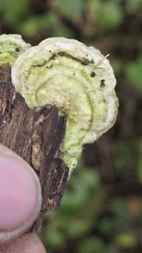 Trametes villosa