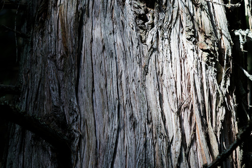 Thuja plicata, photograph 3