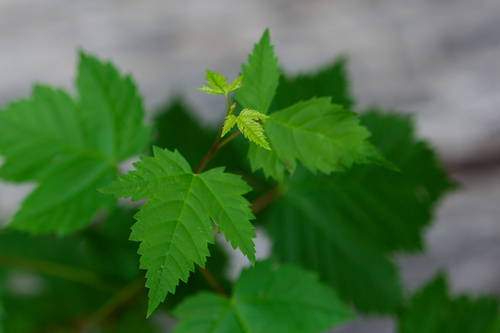 Acer glabrum