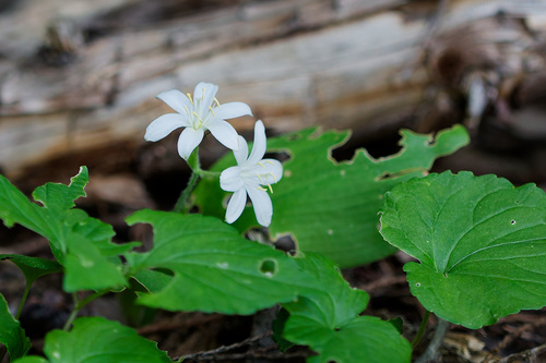 Clintonia uniflora, photograph 3