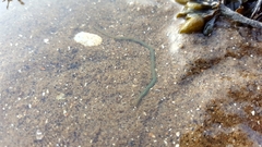 Phyllodocidae