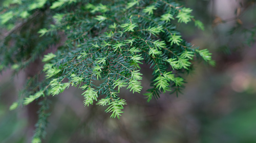 Tsuga heterophylla, photograph 1