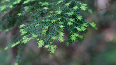 (c) Daughter Dad, some rights reserved (CC BY) Tsuga heterophylla, photograph (c) Daughter Dad, some rights reserved (CC BY)
