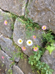 Erigeron karvinskianus