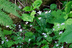 Tiarella trifoliata