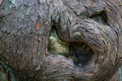 Thuja plicata, photograph (c) Daughter Dad, some rights reserved (CC BY)