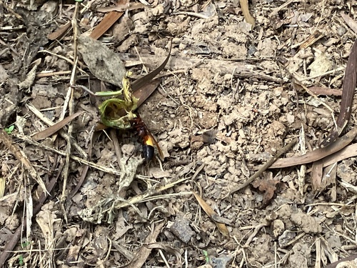 Lesser Banded Hornet