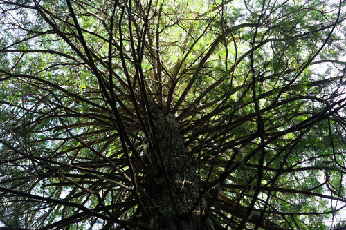 Thuja plicata, photograph 2