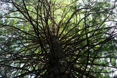 Thuja plicata, photograph (c) Daughter Dad, some rights reserved (CC BY)