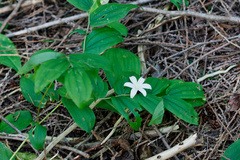 Clintonia uniflora, photograph (c) Daughter Dad, some rights reserved (CC BY)