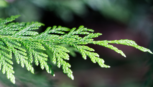 Thuja plicata