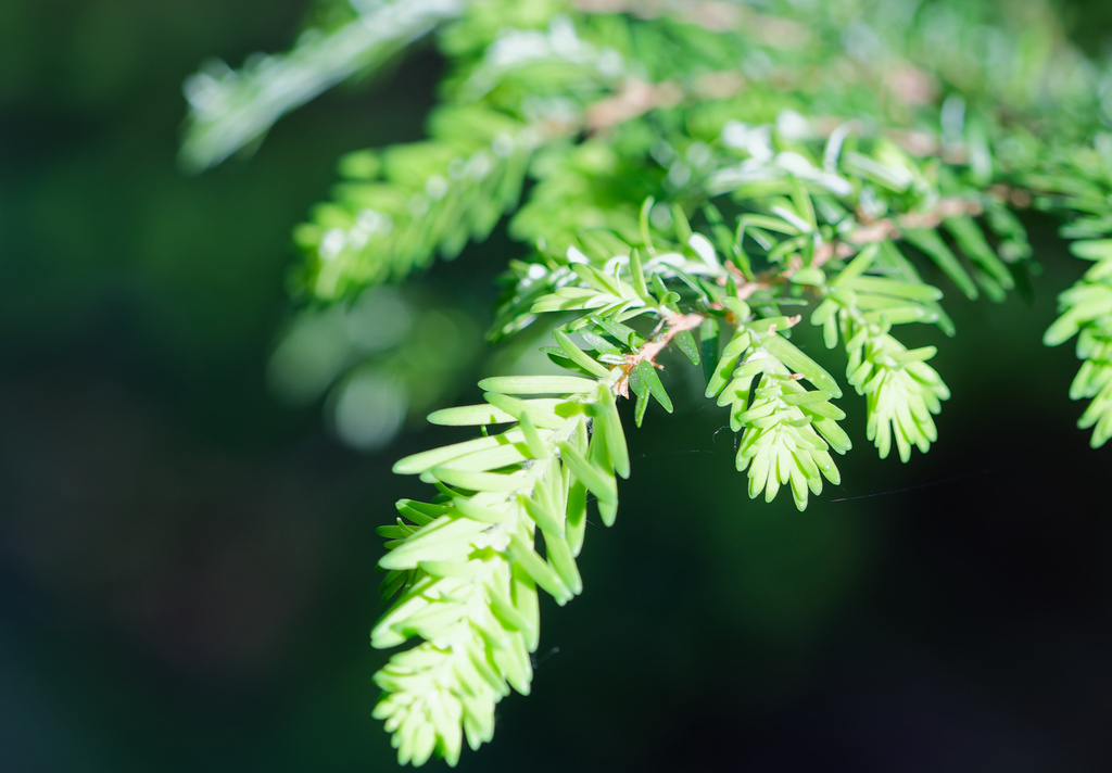 Tsuga heterophylla; photograph (c) Daughter Dad, some rights reserved (CC BY)