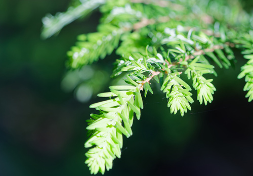 Tsuga heterophylla