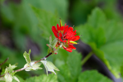 (c) Daughter Dad, some rights reserved (CC BY) Castilleja hispida, photograph (c) Daughter Dad, some rights reserved (CC BY)