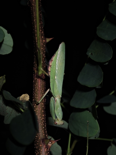Giant Asian Mantis