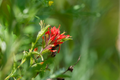 Castilleja hispida