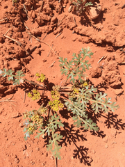 Cymopterus glomeratus fendleri