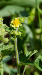 Drymocallis glandulosa