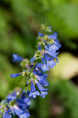 Penstemon albertinus, photograph (c) Daughter Dad, some rights reserved (CC BY)