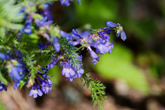 Penstemon albertinus