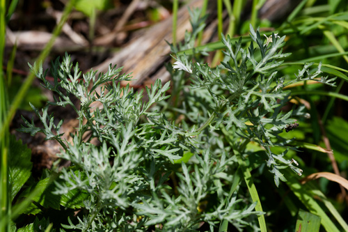 Artemisia michauxiana