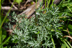 Artemisia michauxiana