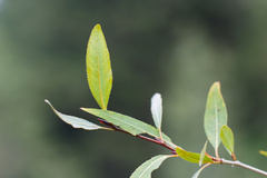 Populus angustifolia, photograph (c) Daughter Dad, some rights reserved (CC BY)