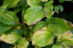 Prosartes trachycarpa