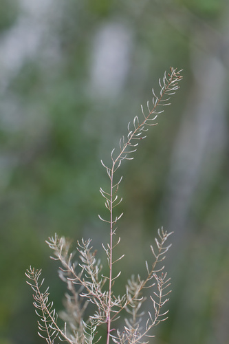 Descurainia pinnata