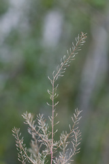 Descurainia pinnata, photograph (c) Daughter Dad, some rights reserved (CC BY)