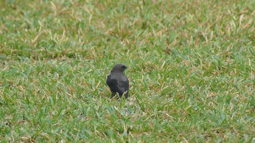 Mascarene Martin