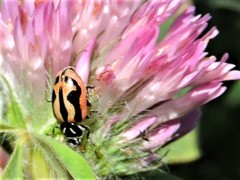 Hippodamia sinuata sinuata