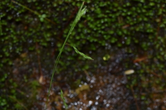 Carex debilis