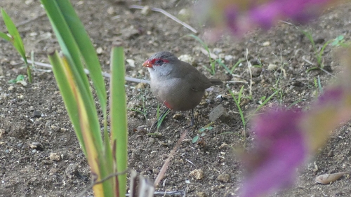 Common Waxbill