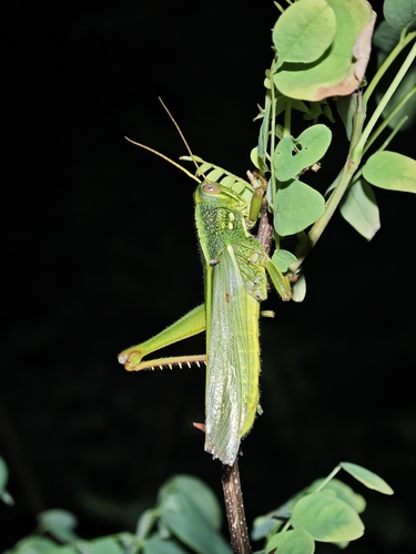 Large Green Grasshopper